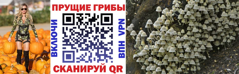 Псилоцибиновые грибы Psilocybine cubensis  хочу наркоту  Сызрань 