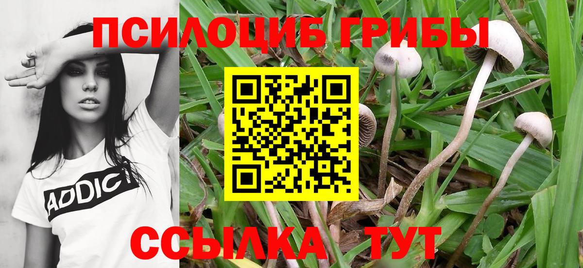 Псилоцибиновые грибы Magic Shrooms  сколько стоит  Сызрань  Вход с VPN  Псилоцибиновые грибы Psilocybine cubensis 